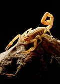 Bark scorpion