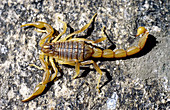 European Scorpion