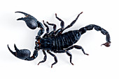 Emperor Scorpion