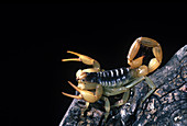 Giant Hairy Scorpion