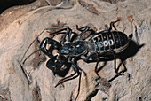 Tailed Whipscorpion