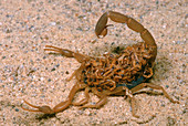 Striped Scorpion carrying babies on back