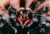 Tarantula fangs