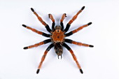 Blood-leg tarantula