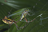 Banded Garden Spider wraps prey