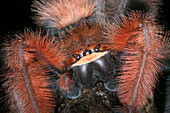 Rare spider from Madagascar