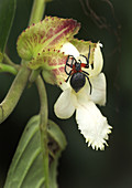 Spider on Orchid