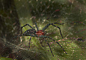 Amazonian Spider