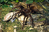 Pinkfoot Goliath Tarantula