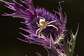 Crab Spider on Leavenworth Eryngo