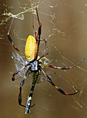 Golden Silk Spider