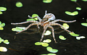 Fishing Spider on surface of water