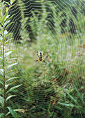 Black and Yellow Garden Spider