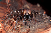 Tunnel Web Spider