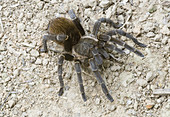 Tarantula (Acanthoscurria ferina)