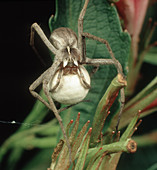 Nursery web spider with egg mass