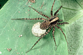 Wolf or hunting spider