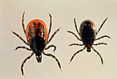 Ixodes Dammi (Deer Tick) female & male