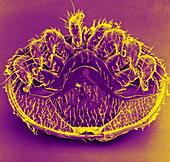 Honeybee mite,SEM