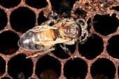 Honeybee with Mites
