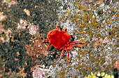 Red Velvet Spider Mite (Dinothrobium sp.)