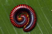 Coiled millipede from Madagascar
