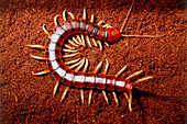 Giant centipede