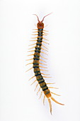 Sonoran tiger centipede