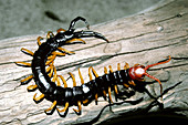 Giant Desert Centipede,Kansas