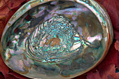 Abalone Shell