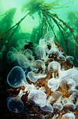 Lion sea slugs feeding