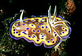 Purple Spotted Nudibranch