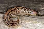 Great Slug (Limax maximus)