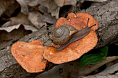 Snail and Mushroom