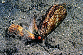 Cone (Conus gloriamaris) preying on Conch