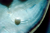 Pearl forming in an oyster