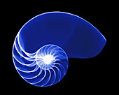 X-ray of nautilus
