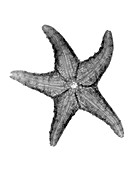 X-ray of Starfish