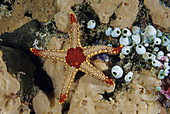Sea Star and Tunicates