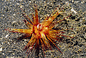 Longspine sea urchin (Astropyga radiata)