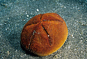 Red Heart Urchin (Meoma ventricosa)