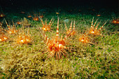 Magnificent Urchins (Astropyga magnifica)