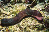 Edible Sea Cucumber