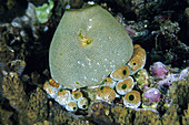 Tunicates