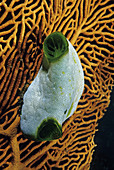 Tunicate on a Gorgonian