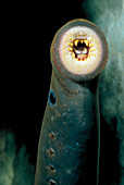 Pacific lamprey mouth
