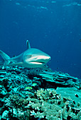 Silvertip shark (Carcharhinus albimarginatus)