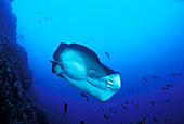 Marbled Stingray