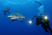 Grey Reef Shark and Diver