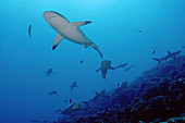 Grey Reef Sharks